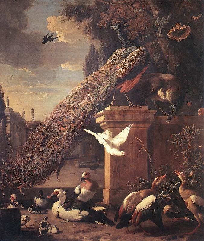 HONDECOETER, Melchior d Peacocks and Ducks sf Spain oil painting art